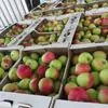 яблоки урожая 2019  в Краснодаре