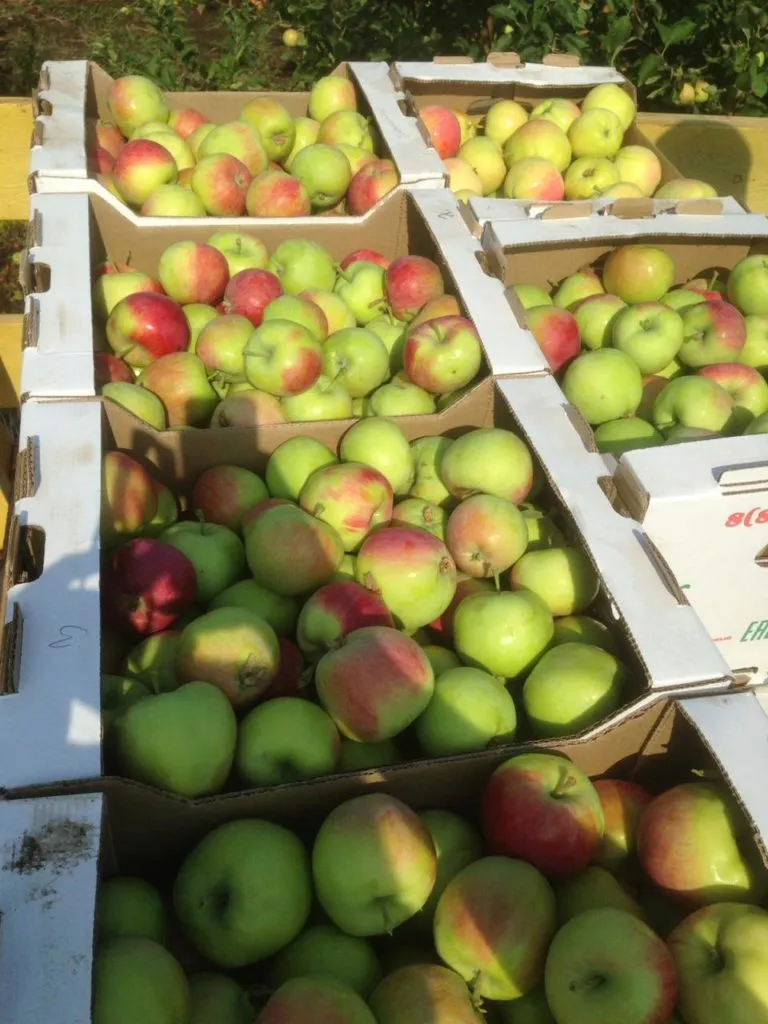 яблоки урожая 2019  в Краснодаре 5