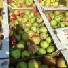 яблоки урожая 2019  в Краснодаре 5