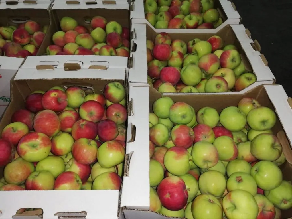 яблоки урожая 2019  в Краснодаре 3