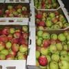 яблоки урожая 2019  в Краснодаре 3