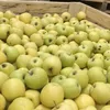 яблоки Калиброванные оптом в Краснодаре