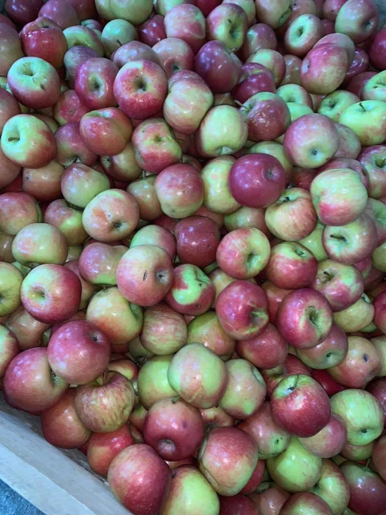 продаем яблоки оптом в Краснодаре