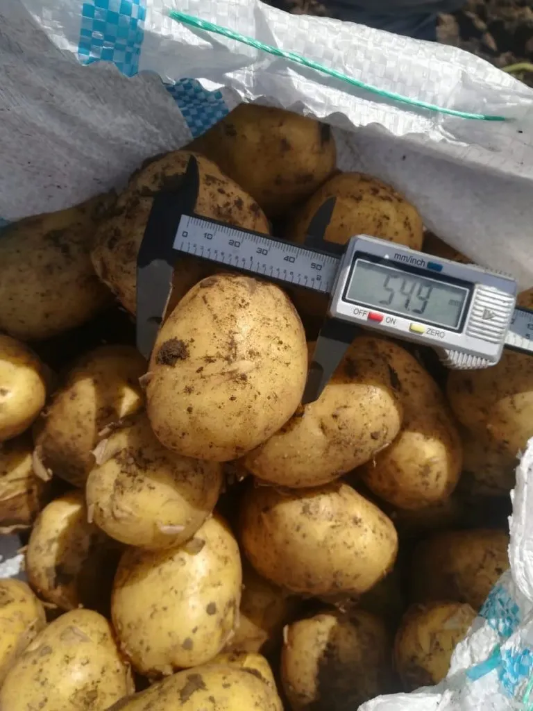 фотография продукта картофель молодой