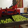 машина для калибровки яблок (Россия) в Краснодаре 2