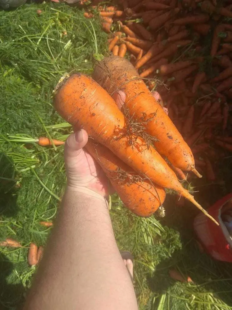 морковь (белый мешок) урожай 2020 года  в Краснодаре 5