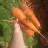 морковь (белый мешок) урожай 2020 года  в Краснодаре 5