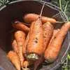 морковь (белый мешок) урожай 2020 года  в Краснодаре