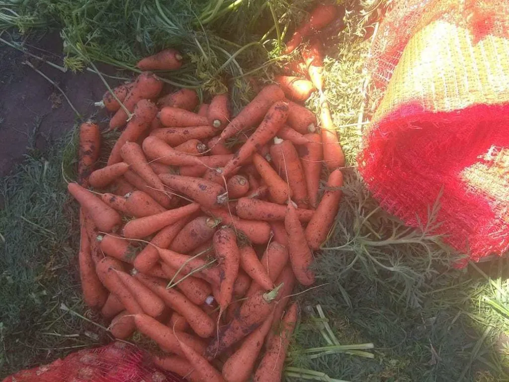 морковь (белый мешок) урожай 2020 года  в Краснодаре 6