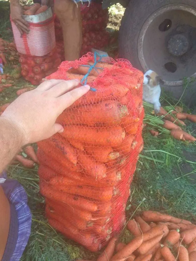 морковь (белый мешок) урожай 2020 года  в Краснодаре 4