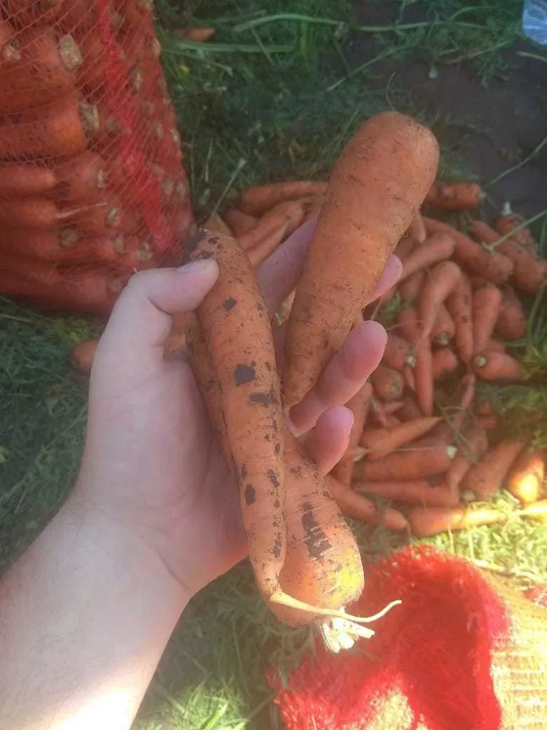 морковь (белый мешок) урожай 2020 года  в Краснодаре 3