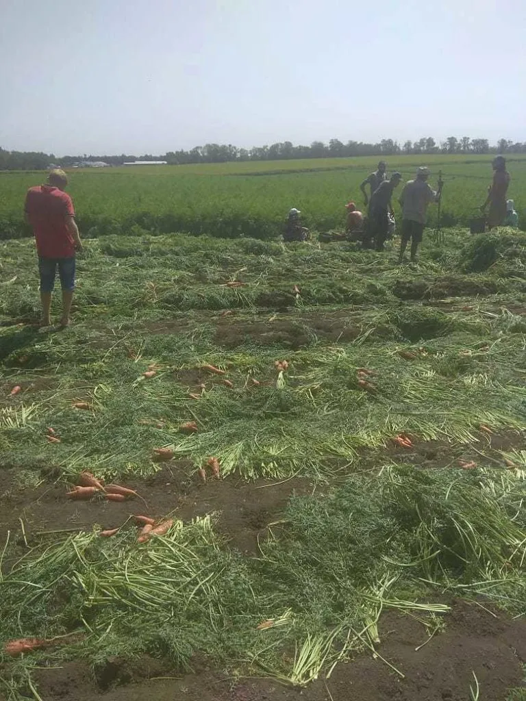 морковь (белый мешок) урожай 2020 года  в Краснодаре 2
