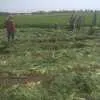 морковь (белый мешок) урожай 2020 года  в Краснодаре 2
