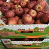 яблоки оптом Джеромини в Краснодаре 3