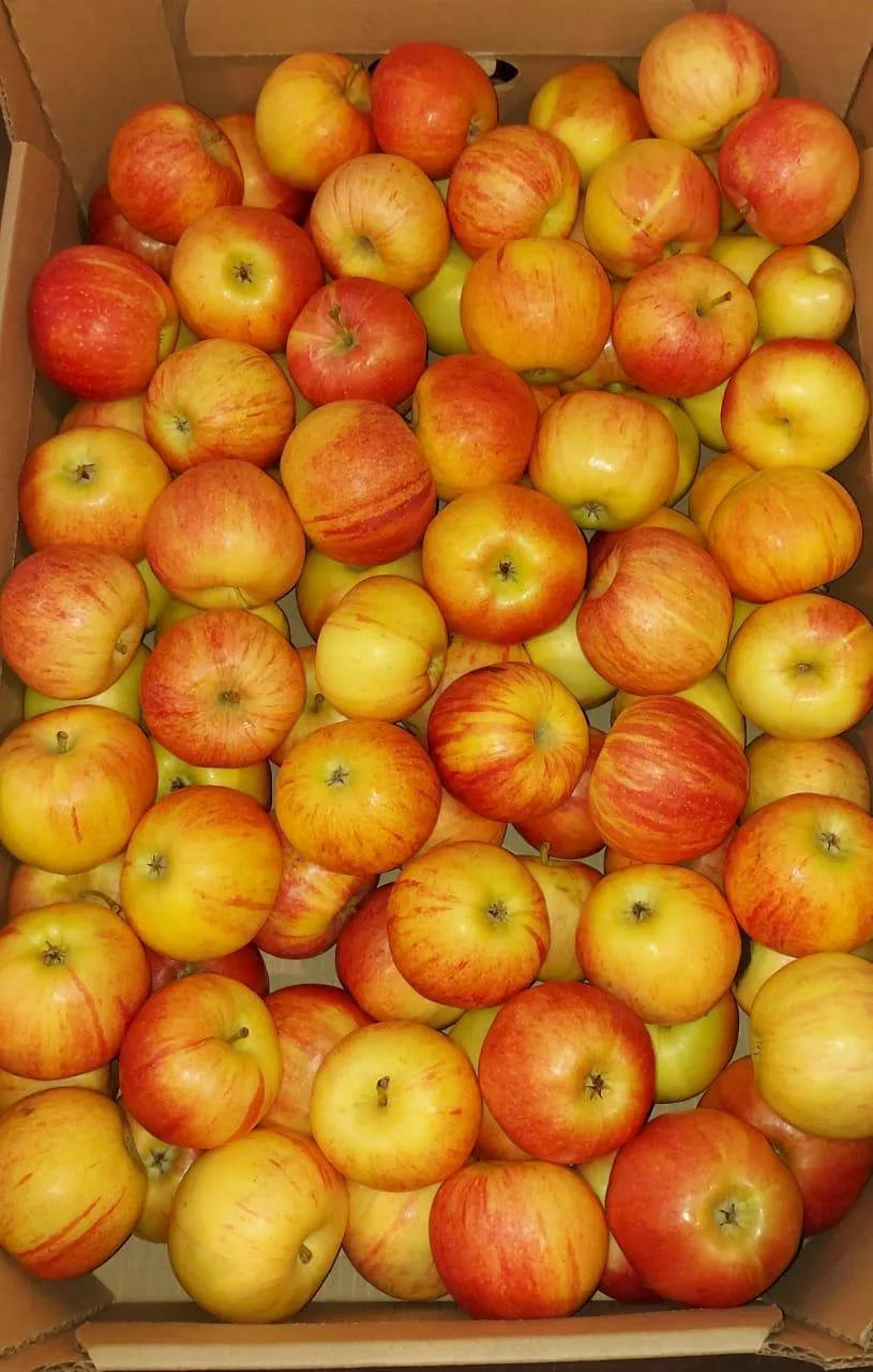 яблоки Гала оптом в Краснодаре