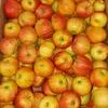 яблоки Гала оптом в Краснодаре