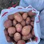 продаю картофель, свекла, морковь, лук в Славянске-на-Кубани 14