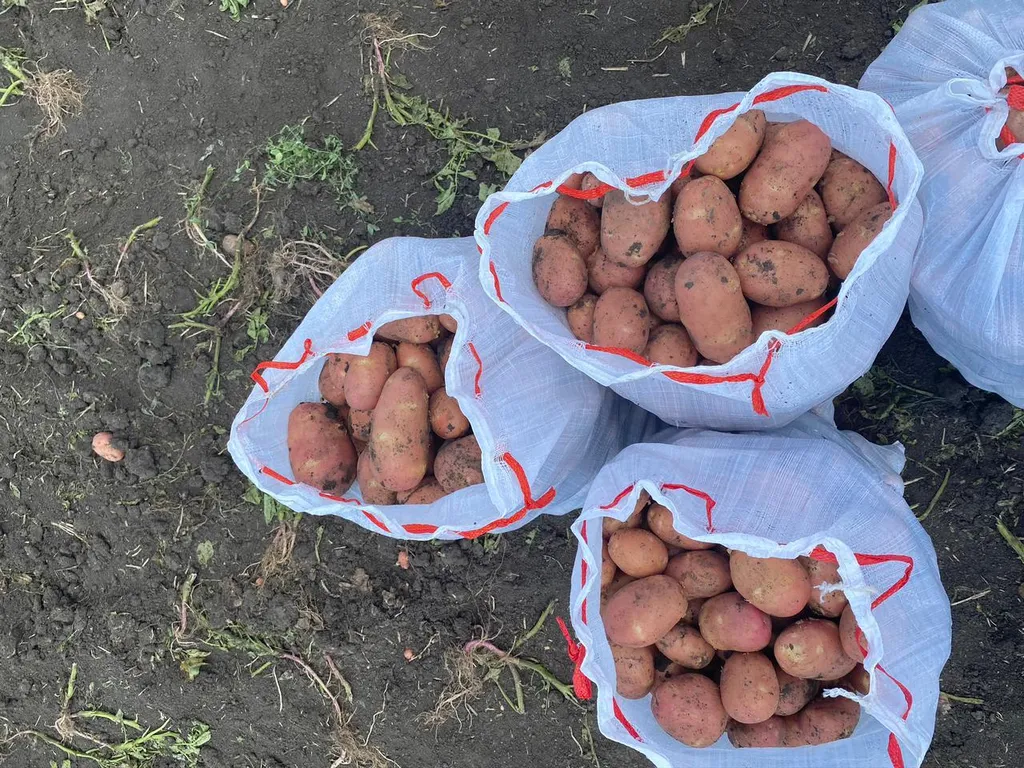 продаю картофель, свекла, морковь, лук в Славянске-на-Кубани 13