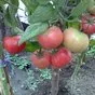продаю розовые помидоры  в Усть-Лабинске
