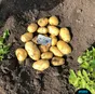 картофель оптом 5+ от производителя 18р в Краснодаре 4