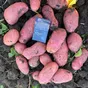 картофель оптом 5+ от производителя 18р в Краснодаре 2