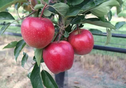 яблоки оптом Краснодар в Краснодаре