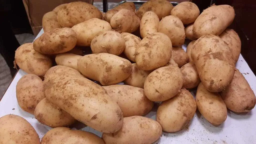 картофель (Египет) со склада в Сочи  в Сочи