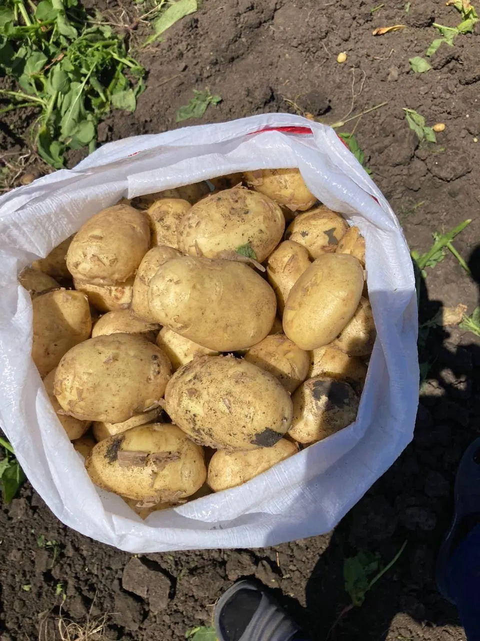 картофель в Краснодаре