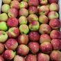 яблоки сортовые и сезонные в Краснодаре и Краснодарском крае 4