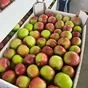 яблоки сортовые и сезонные в Краснодаре и Краснодарском крае 10
