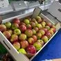 яблоки сортовые и сезонные в Краснодаре и Краснодарском крае 17