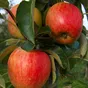 яблоко Пирос в Краснодаре