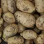 продаем картофель в Краснодаре
