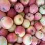 яблоки оптом Гала, 2 сорт 60+ с садов в Краснодаре и Краснодарском крае 4