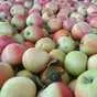яблоки оптом Гала, 2 сорт 60+ с садов в Краснодаре и Краснодарском крае 3