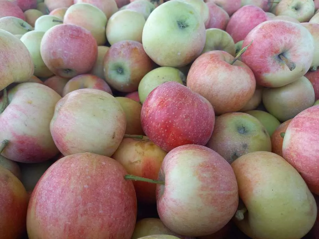 яблоки оптом Гала, 2 сорт 60+ с садов в Краснодаре и Краснодарском крае