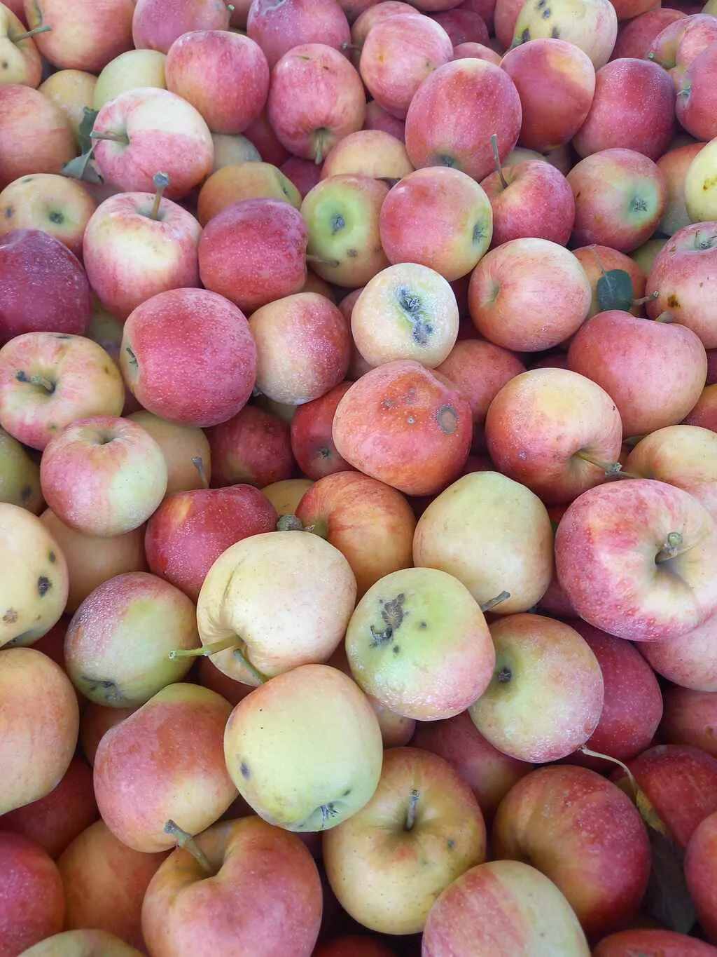 яблоки оптом Гала, 2 сорт 60+ с садов в Краснодаре и Краснодарском крае 2
