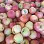 яблоки оптом Гала, 2 сорт 60+ с садов в Краснодаре и Краснодарском крае 2