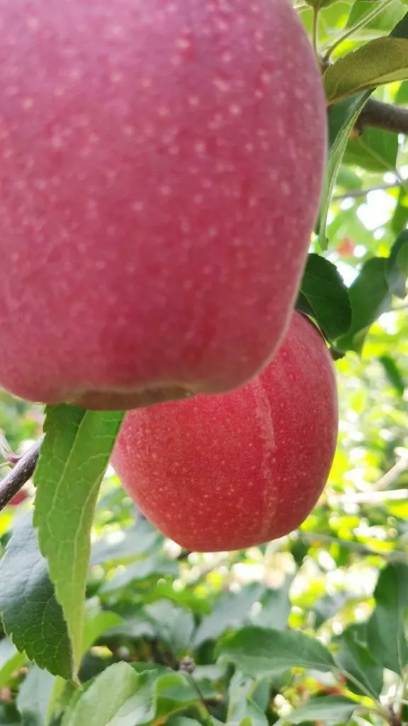 яблоки оптом Гала, 1 сорт 65+ с садов в Краснодаре и Краснодарском крае 2
