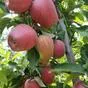 яблоки оптом Гала, 1 сорт 65+ с садов в Краснодаре и Краснодарском крае