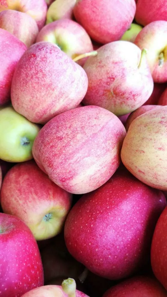 яблоки оптом Гала, 1 сорт 65+ с садов в Краснодаре и Краснодарском крае 4