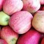 яблоки оптом Гала, 1 сорт 65+ с садов в Краснодаре и Краснодарском крае 4