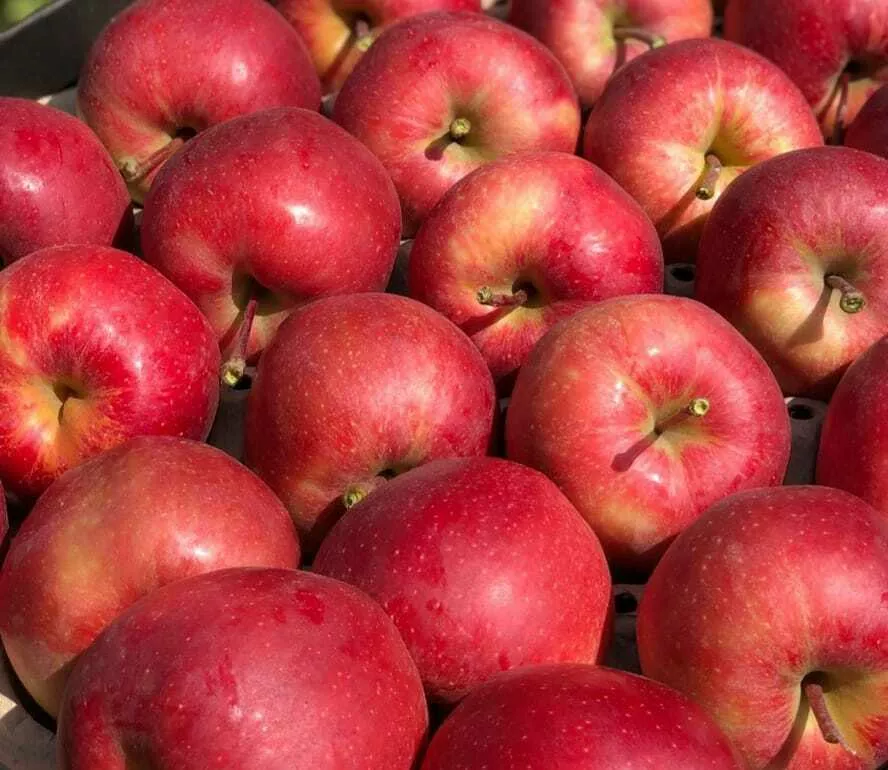 яблоки оптом Гала Девил, 1сорт от КФХ в Краснодаре и Краснодарском крае 3