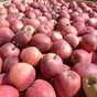 яблоки оптом Гала Девил, 1сорт от КФХ в Краснодаре и Краснодарском крае 2