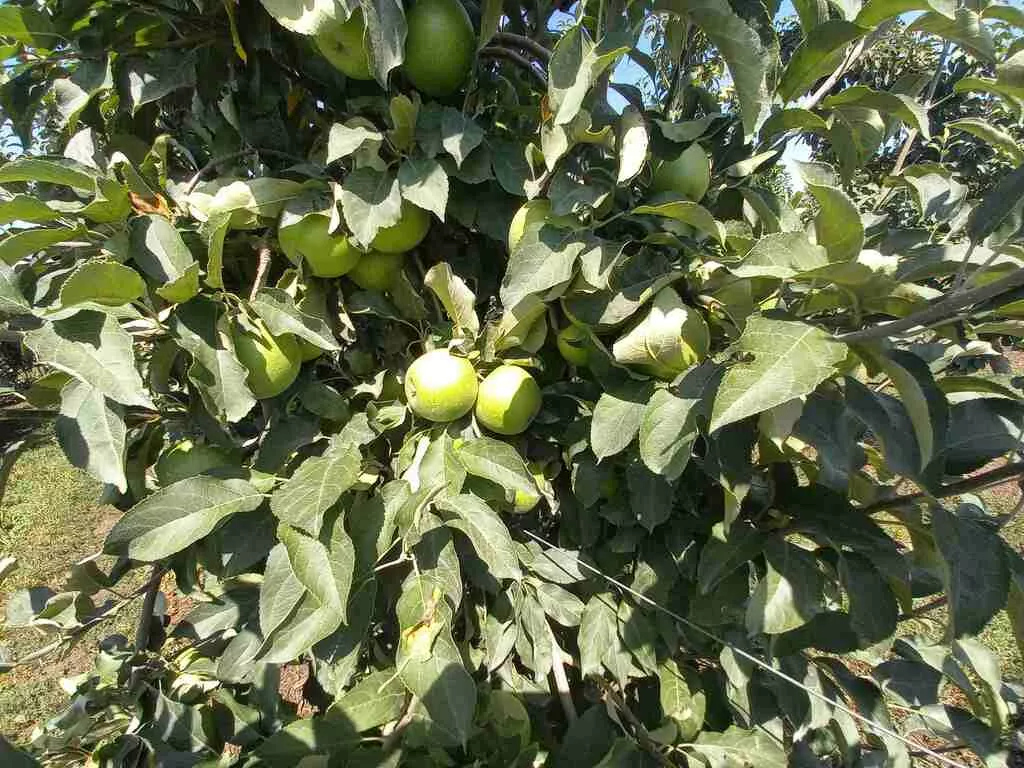 яблоки оптом Гренни, 1 сорт 65+ в Краснодаре и Краснодарском крае 3