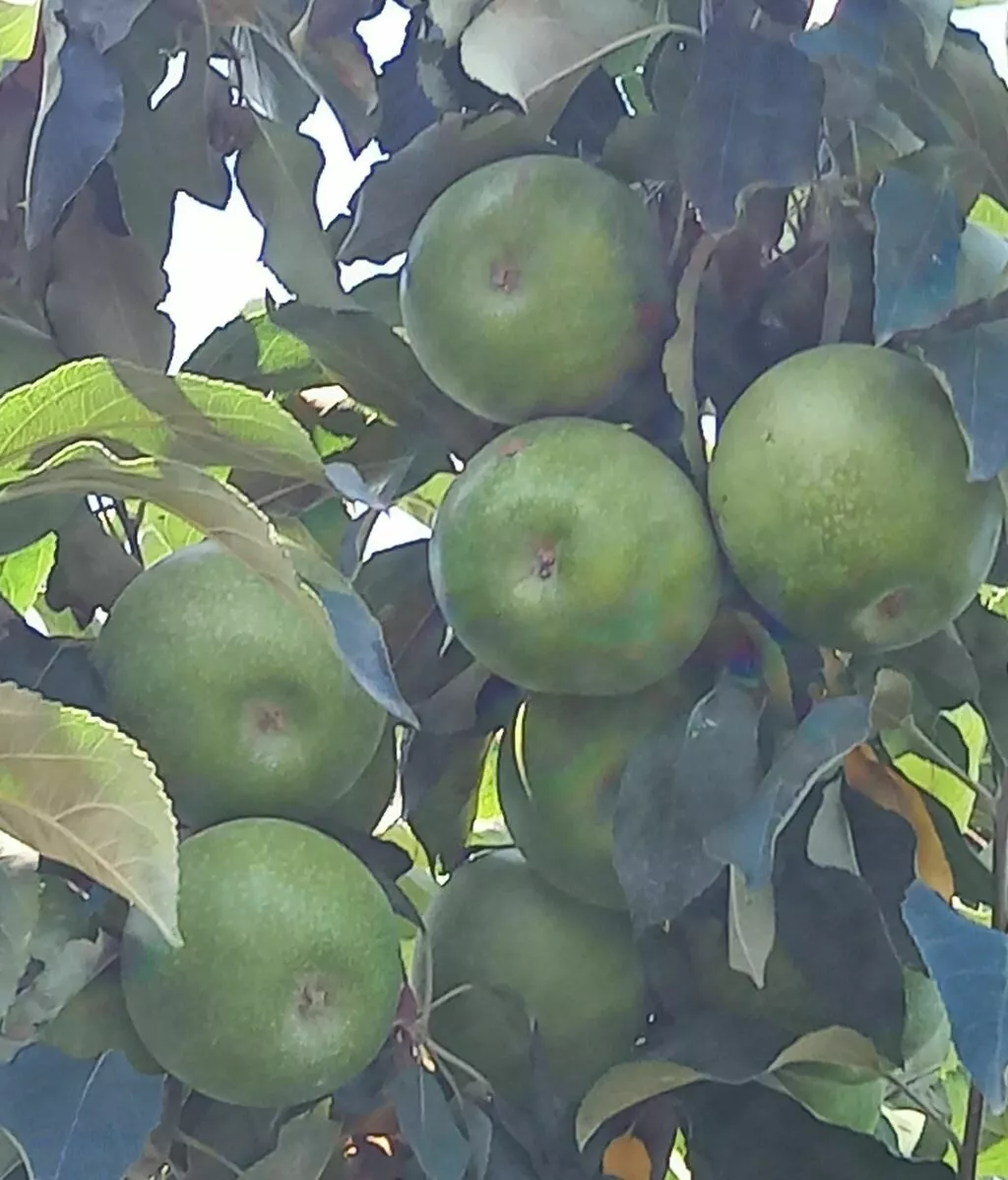 яблоки оптом Гренни, 1 сорт 65+ в Краснодаре и Краснодарском крае