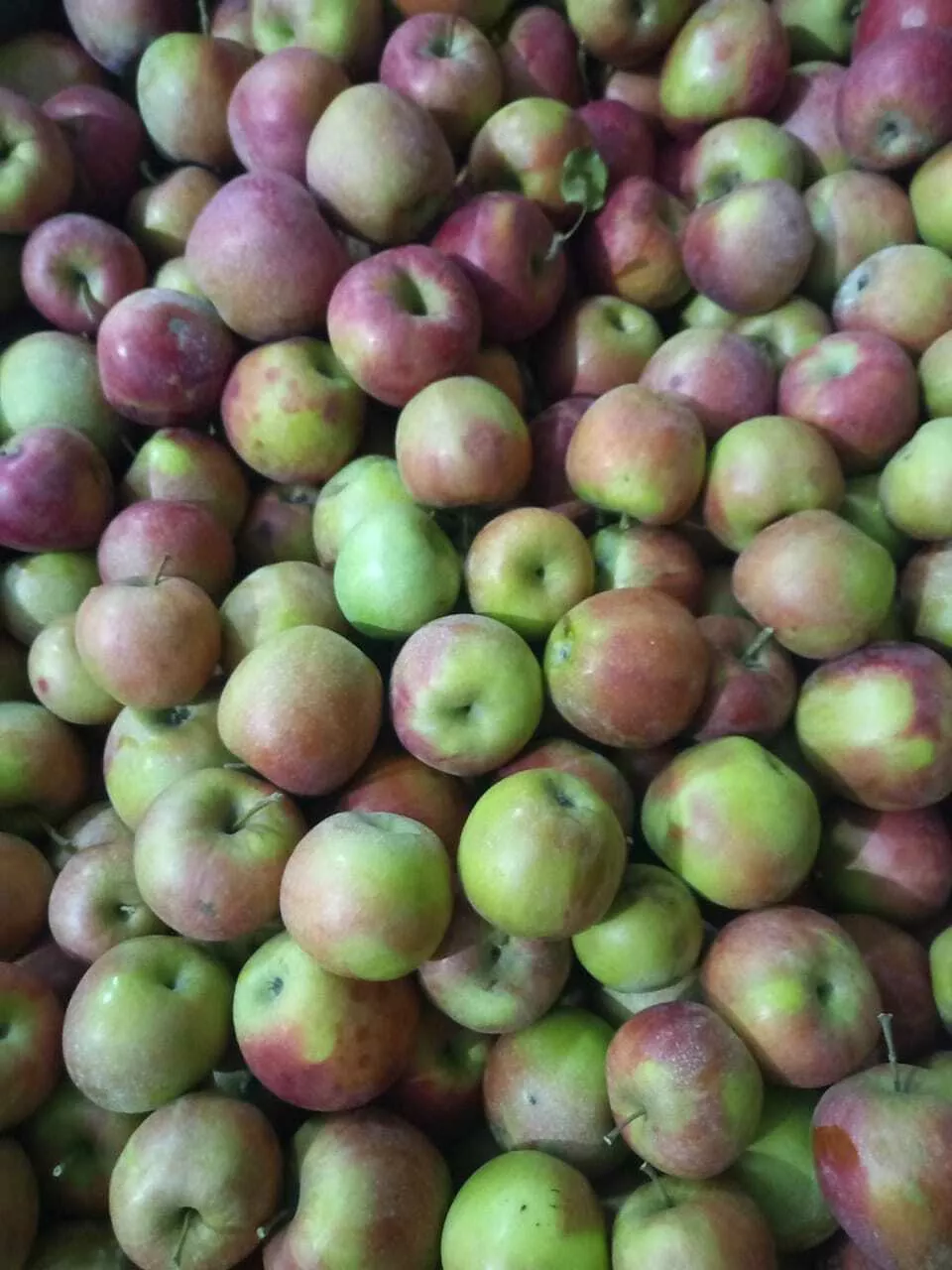 яблоки Джонаголд 1+2сорт калибр 65+ опт в Краснодаре и Краснодарском крае 2