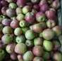 яблоки Джонаголд 1+2сорт калибр 65+ опт в Краснодаре и Краснодарском крае 3