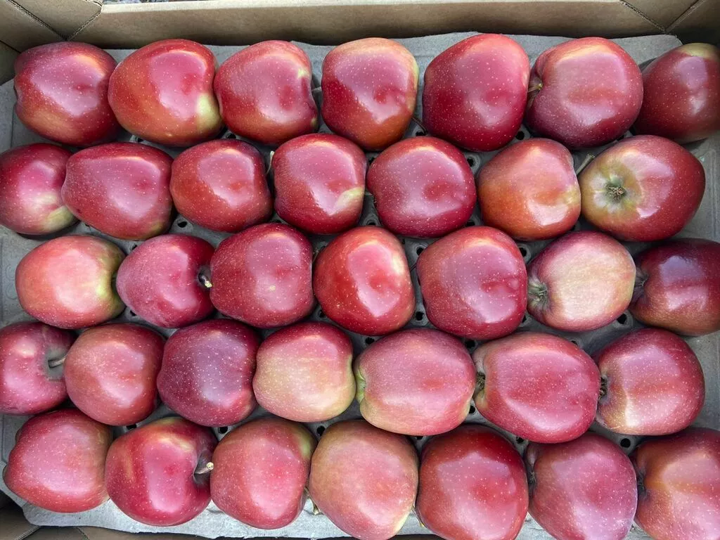 яблоки Ред Делишес 1сорт калибр 65+ опт в Краснодаре и Краснодарском крае 2