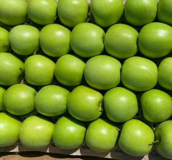 яблоки голден оптом от производителя в Краснодаре и Краснодарском крае 4